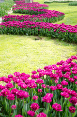 Tulip and spring flowers during the tulip festival