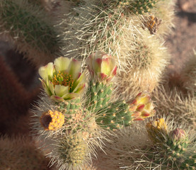 Blooming Cholla Cactus