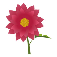 Isolated colored flower