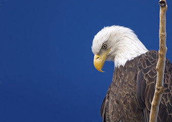 Obraz premium Eagle looking down