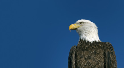 Profile of eagle looking sideways