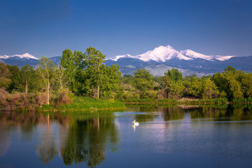 Pelican on lake with snow capped peak in background