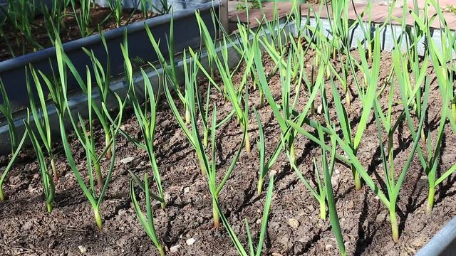 Vegetable garden bed for growing garlic