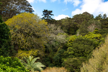 View of Wellington Botanic Garden.