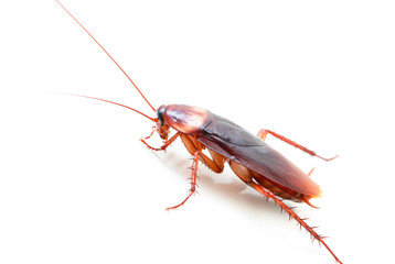 cockroach