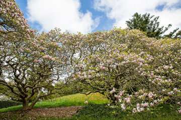 Naklejka premium View of Wellington Botanic Garden.