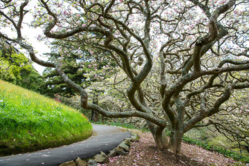 View of Wellington Botanic Garden.