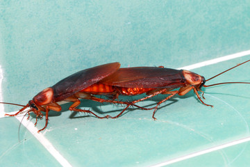 Cockroaches are breeding