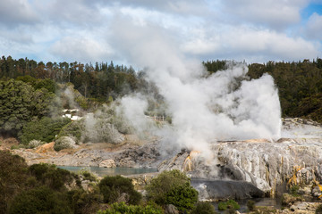 View of Te Puia geyser in Rotorua, New Zealand.