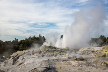 View of Te Puia geyser in Rotorua, New Zealand.