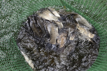 River fish in a green plastic grid in a pond. Fish catch. Carp and carp. Weed fish.