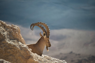 Desert sentry
