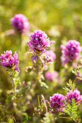 Obraz premium owl's clover blooms in the Temblor Range, Carrizo Plains National Monument, California