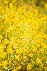 hillside daisies carpet the Temblor Range, Carrizo Plains National Monument, California