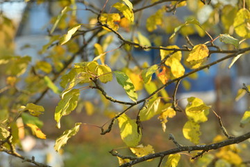 Yellow Autumn Leaves Background