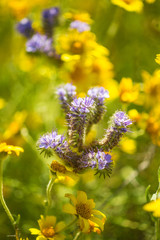 phacelia in the Temblor Range, Carrizo Plains National Monument, California