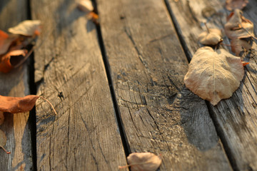 autumn old wooden background with copy space
