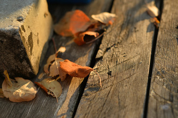 autumn old wooden background with copy space