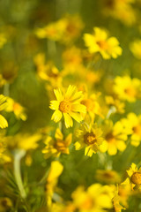 hillside daisies carpet the Temblor Range, Carrizo Plains National Monument, California