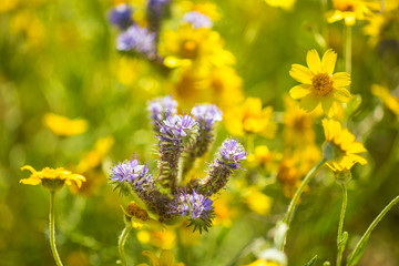 phacelia in the Temblor Range, Carrizo Plains National Monument, California