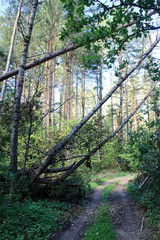 Forest road