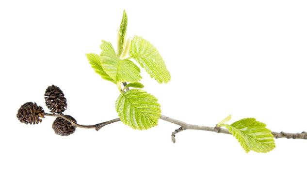 Branch of grey alder (Alnus incana) with mature cones and green leaves isolated on white background