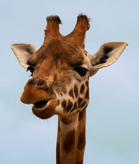 Close-up of a gorgeous giraffe’s face with a blue background. Giraffe is chewing.