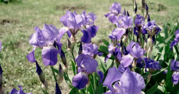 Purple iris flower on flower bed move above shot