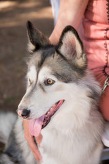 Siberian Husky at Dog Friendly Wedding
