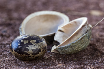 Rubber tree seeds on the ground
