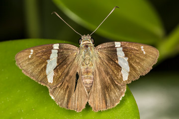 Butterfly on leaf macro photo