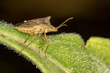Beetle on leaf - Macro photo of beetle on a leaf