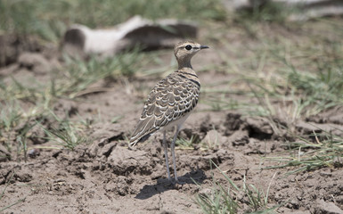 Double-banded Courser (Rhinoptilus africanus)  on the Serengeti in Northern Tanzania