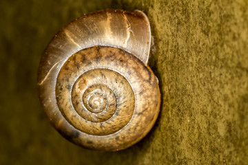 snail shell extreme closeup photo - Macro photo snail 