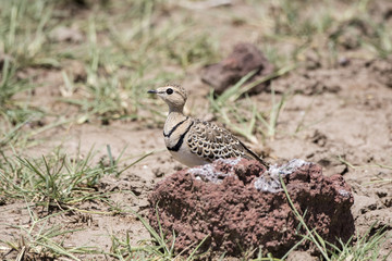 Double-banded Courser (Rhinoptilus africanus)  on the Serengeti in Northern Tanzania