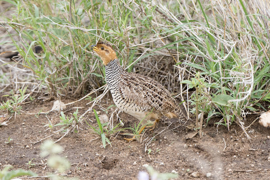 Coqui Bilder Durchsuchen 326 Archivfotos, und Videos