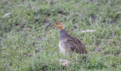 Coqui Francolin (Francolinus coqui) Standing on a Grassy Plain in Northern Tanzania