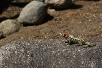 Curled Tail and Wary Spiny Lizard in Tucson