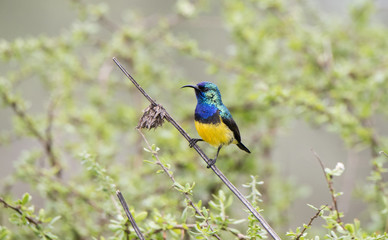 Variable Sunbird (Cinnyris venustus) Perched on a Branch in Northern Tanzania
