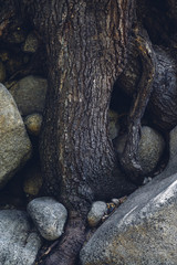 Perseverance Through Obstacles, Tree trunk and Roots Over Granite Boulders, Little Cottonwood Canyon, Utah