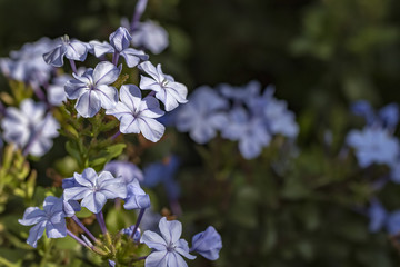 Plumbago auriculata close up - Small blue flower macro photo