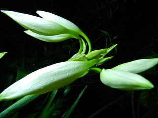 flores