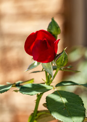 Rose bud in the sunlight