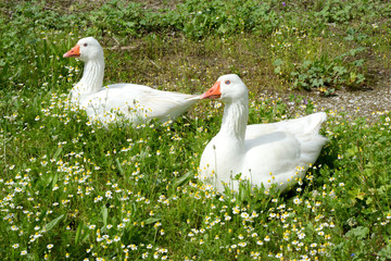 WHITE DUCKS goose 
