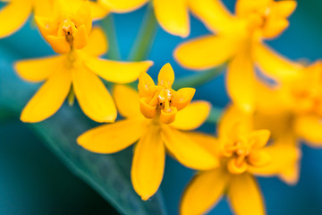 Yellow Flowers