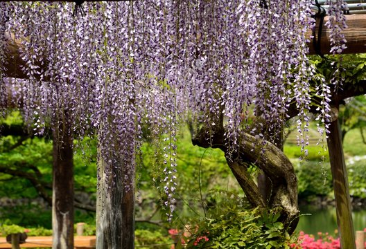 Japanese wisteria or Wisteria floribunda