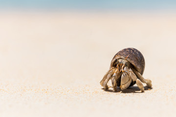 Hermit crab on  tropical beach