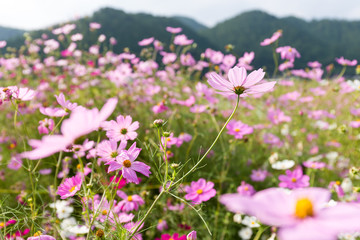 Pink and red cosmos flowers garden