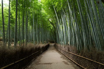 Arashiyama Bamboo Forest