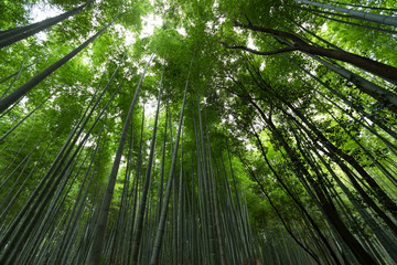 Fototapeta na wymiar Bamboo in Kyoto
